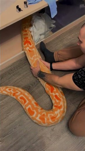 Python shedding its skin🐍