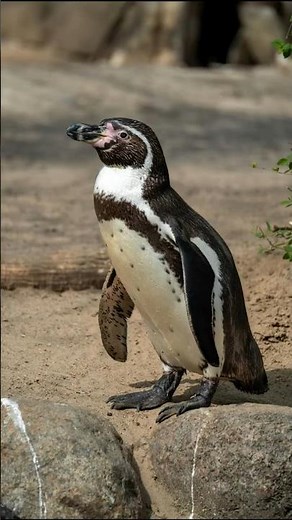 Penguin Poop is Pink & Visible From Space! 🛰️ (The Krill Secret)