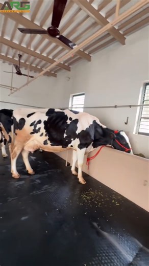 ஒரு மாட்டுக்கு ஓரு Mat அவசியம்! காலநிலை மாற்றங்களில் வரும் பிரச்சனைகளை ஒரு Cow Mat சரி செய்யும்! ARG