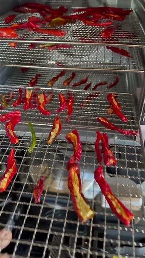 Dehydrating red cayenne peppers for homemade cayenne pepper…