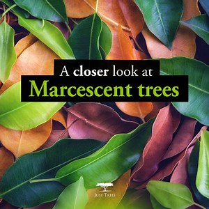 Marcescent trees are a type of deciduous tree that retains its leaves throughout the winter months instead of shedding them like most other deciduous trees. This means the trees are covered in dry, dead leaves throughout the cold seasons, and the leaves will only fall off in the spring when new growth begins. ​ There are several reasons why some trees are marcescent: ​ 🍂To help protect the tree from winter damage. The dead leaves can act as a barrier against frost and snow, shielding the delica