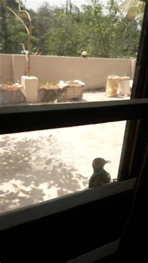 Bird is pecking at the window?