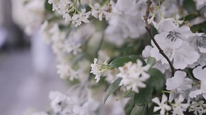 White blooming flowers. Action. Small flowers growing on a spring recently decayed tree.