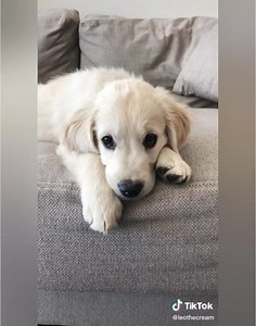 1.9M views · 85K reactions | Y porque las mascotas no puedes quedarse atras tambien tienen su challenge  #tiktok | Julio Le Coiffure Microblading | Facebook