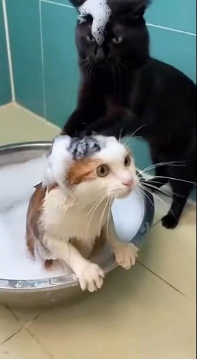 Cat Bath | Funny Video