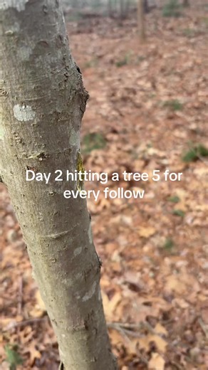 Day 2 pls follow#fyp #foryou #viral #spoon #trending | Tree