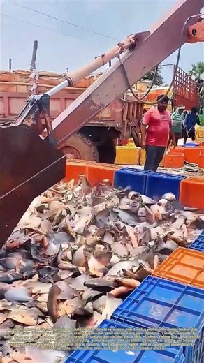 Harvesting Fish With an Excavator: How a Modified Bucket Scoops Pond Catch Ashore