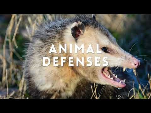 3rd-5th Grade: Animal Defenses