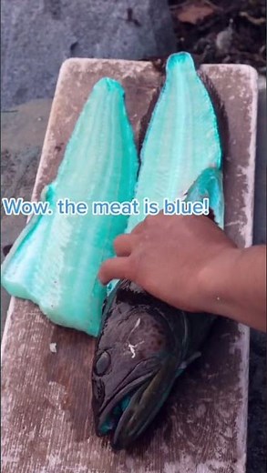 Catching a BLUE FISH and making Tacos (Spearfishing) #shorts