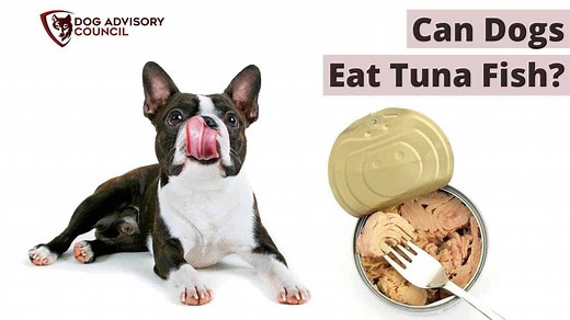 Can Dogs Eat Tuna Fish? (Raw or Canned?) How Much Is Safe? | Dog Advisory Council