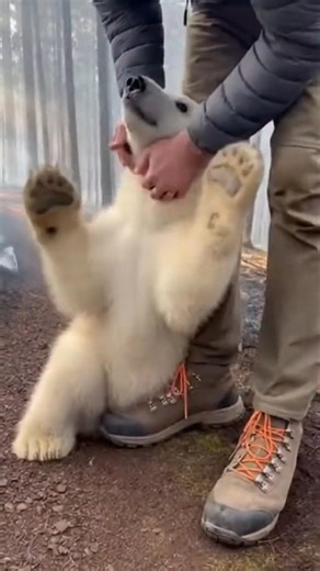 A Baby Bear Comes for Love ❤️🐻