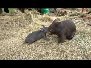 Baby Wombats Playing