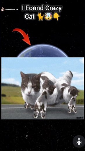 I Found Funny Cat 🐈👇🤯 on google map and google earth 🌎 #earthlocation2m #short