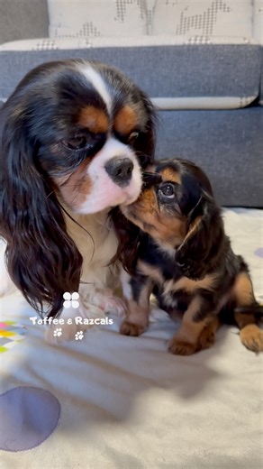 Flashback to Arthur playing with Dash… and when he’s all worn out, he knows exactly what to do—tuck himself into bed 🥰💙 What a good boy 🐶🐾 . . . . . . . . . . . . #PuppyLove #dailydogs #cutenessoverload #love #cavalierkingcharlesspaniel #Cavaliers #cavalierkingcharles #cavalierpuppy #dogoftheday #cavaliercommunity #cavalier #cavalierclub #cavalierlover #cavalierlove #cavalierlife #toffeeandrazcals #doglover #adorable #cutedogs #toocute #dog #doglife #puppylife #nostalgic #tgif #friday #weeke