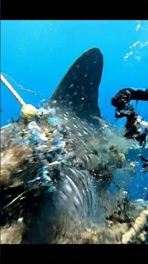 Scuba Diver Saves Stranded Seal from Entrapment! #rescue #animals #wildlife