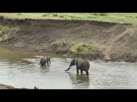 Studying collective animal behaviour with drones and computer vision