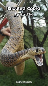 270K views · 6.2K reactions |  Snouted Cobra (Naja annulifera) Defensive Behavior  You can see how this Cobra opens its mouth and shows the inside of its mouth and even its fangs to appear as intimidating as possible. #snake #cobra #venom #wildlife #herpetology | Robert Wedderburn Productions | Facebook