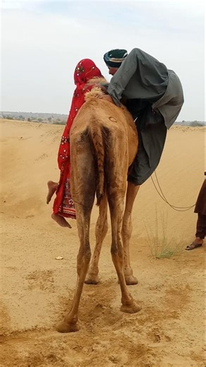 😢🐪 بين الحرّ والتعب… الجمل يسقط والفتاة تنقذه!
