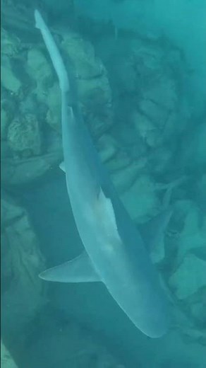 Peaceful Predator: Sandbar Shark in Shallow Waters 🦈💫🌊