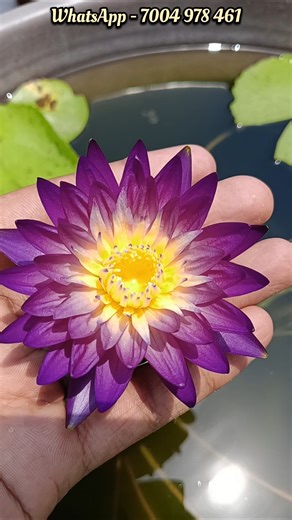 Most Beautiful Water lily Flowers At my Home 🪷🏵️ #waterlily #shorts #viral