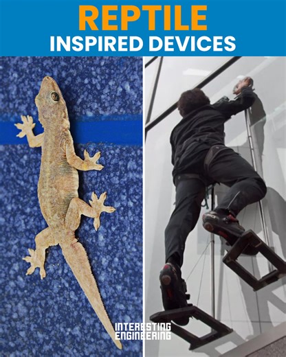 Engineers have created numerous inventions based upon their studies of reptiles. From how their feet stick to objects, to how their scales act as armor. Reptiles really do offer many solutions and scientists have attempted to replicate many of the reptiles' real-world solutions. | Interesting Engineering