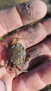 I found this green crab while I was harvesting soft shell clams in Gouldsboro Maine yesterday 🦀 #wintertime #coldweather #crab #clams | Wayne Bishko