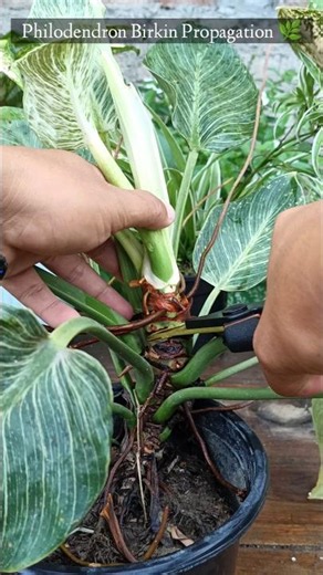 Philodendron Birkin Propagation 🌿 #philodendron #garden #shorts