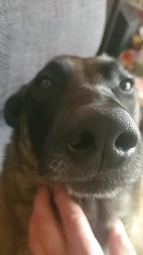 dogs life is hard work | Jeff Rowan