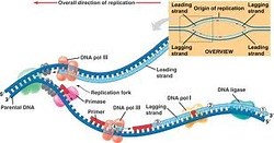 DNA/DNA Replication