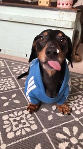 Dog With Longest Tongue Ever Licks Food Off His Nose This dog has the longest tongue I've ever seen 😂😂 Starring UNILAD (🐶 Message us to feature your pets: m.me/dailycuteanimals) UNILADMalta LADbible Viral Thread FailArmy Fortafy Student Problems SoFlo Videos BuzzFeed Animals The Dodo Aaron's Animals MetDaan Animals | Viral Animals TV