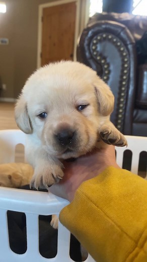 24K views · 1.5K reactions | Life With Labradors on Reels | Facebook