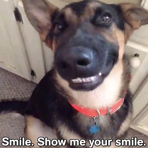 4.6M views · 63K reactions | German Shepherds: tough on the outside, ooey gooey bundles of fluff on the inside. | Animal Tales | Facebook