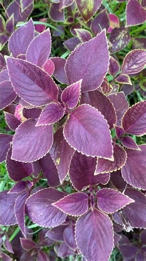Colorful Coleus Stunning Foliage Close Up