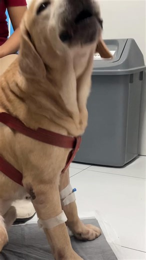 Valentine’s patient update 💘🐶 Ate raw cassava… but thankfully doing okay 🙏 Raw cassava can release cyanide in the body, which may cause: • Vomiting • Abdominal pain • Drooling • Neurologic signs • Breathing problems Good news: ✔️ CBC and blood chem within normal limits ✔️ No neurologic signs ✔️ No vomiting ✔️ No abdominal pain Early monitoring makes a difference. Please keep raw cassava away from your pets 🐶 #VetLife #GoodOutcome #CassavaToxicity #DogEmergency #valentinesduty