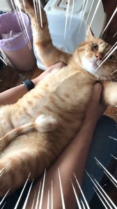 Jelly Belly :D | Bayne Cats