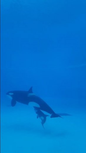World Orca Day 2025