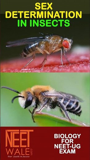 Sex Determination in Insects | Female Insect | Male Insect | 12th Biology | #science #biology #neet