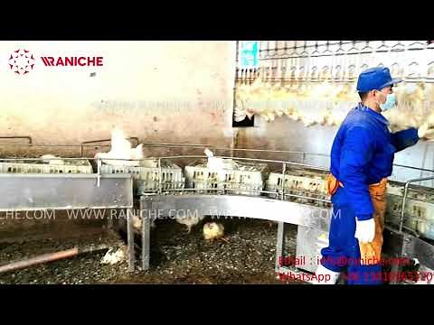 Poultry Cage Unloader And Cage Conveyors For 13500BPH Poultry Slaughterhouse Chicken Processing Line