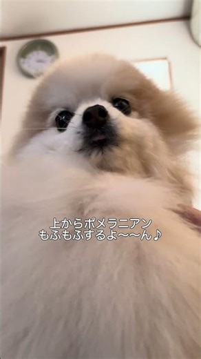 【ポメラニアン】もふもふ ͒•∘̬• ͒ #pomeranian #ポメラニアン