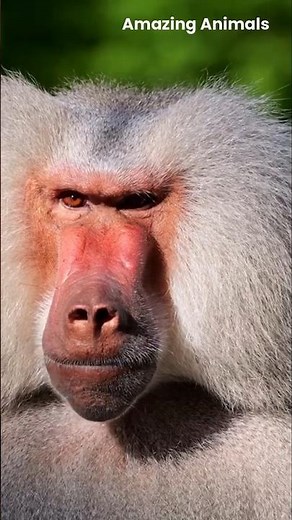 Baboons The Fierce and Clever Kings of the Savanna