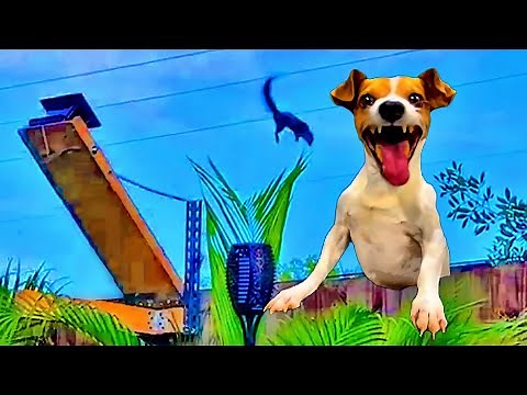 Laughing Dog - Squirrel Launcher 🐶 Funny Dog Meme