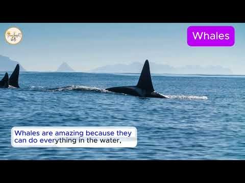 🐋 Incredible Whale Facts! | Giants of the Ocean 🌊
