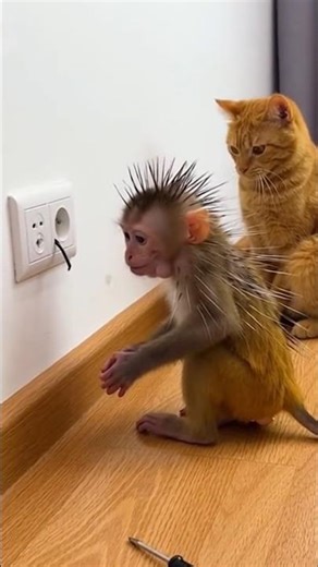 monkey electric shock #trending #shorts #viralvideo