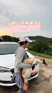 【走出重庆 第25集】江西朗山水库盘老板娘！鹅鹅鹅，曲项向天歌，白毛浮绿水，红掌拨清波 #fyp #fishing #钓鱼 #vlog #fish | Kiwi在这里