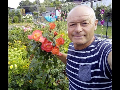 chrysanthemum cutting