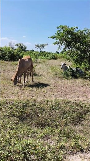 Cows eating grass in the middle of a hot day#animals #cowsound