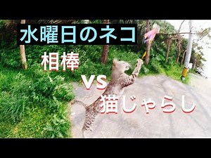 【水曜日のネコ】猫じゃらし VS 相棒