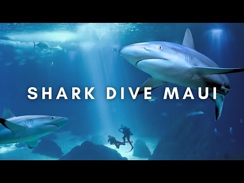 SHARK DIVE MAUI | Scuba Diving with over 20 Sharks at Maui Ocean Center!