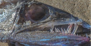 5-Foot Long Cannibal Fish Makes Rare Appearance After Washing To Shore