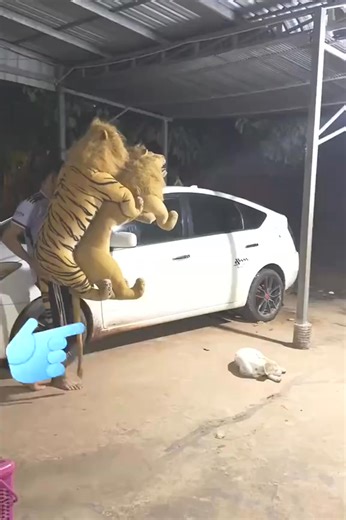 1.3K views | Lion + Tiger Prank #Prank #tiktok #Funnymoments #Funnyvideos #lion #Fun #Dogfunnyvideo #Funy | Like Funny | Facebook